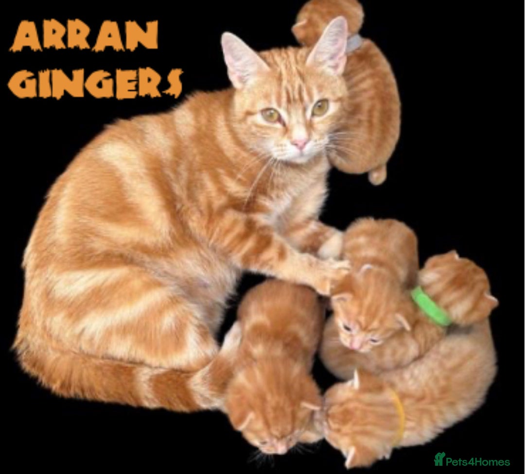 Mixed Breed cats for sale: Pure Ginger GIRLS - Image 13