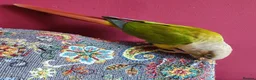 Conures birds for sale: Male Conure  in Norwich - Advert 3