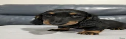Miniature Dachshund dogs for sale: Miniature Longhaired Dachshund Puppies - Advert 4