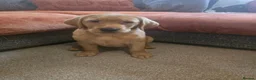 Labrador Retriever dogs for sale: Fox red labrador puppies for sale - Advert 6