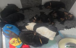 Rottweiler dogs for sale: Top quality European bloodlines rottweiler Puppies - Image 7