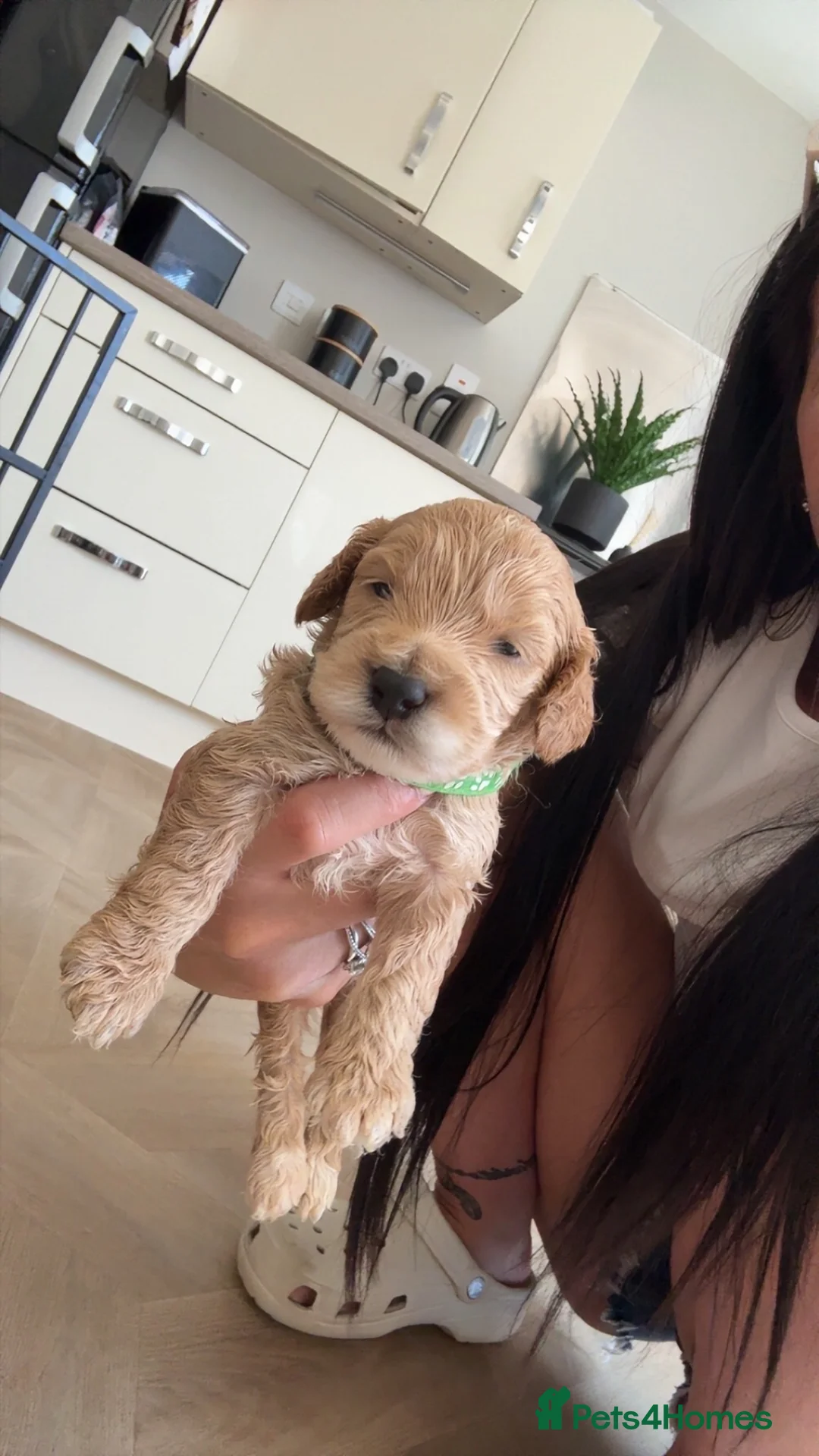 Cockapoo dogs for sale: Champagne Cockapoos  - Advert 8