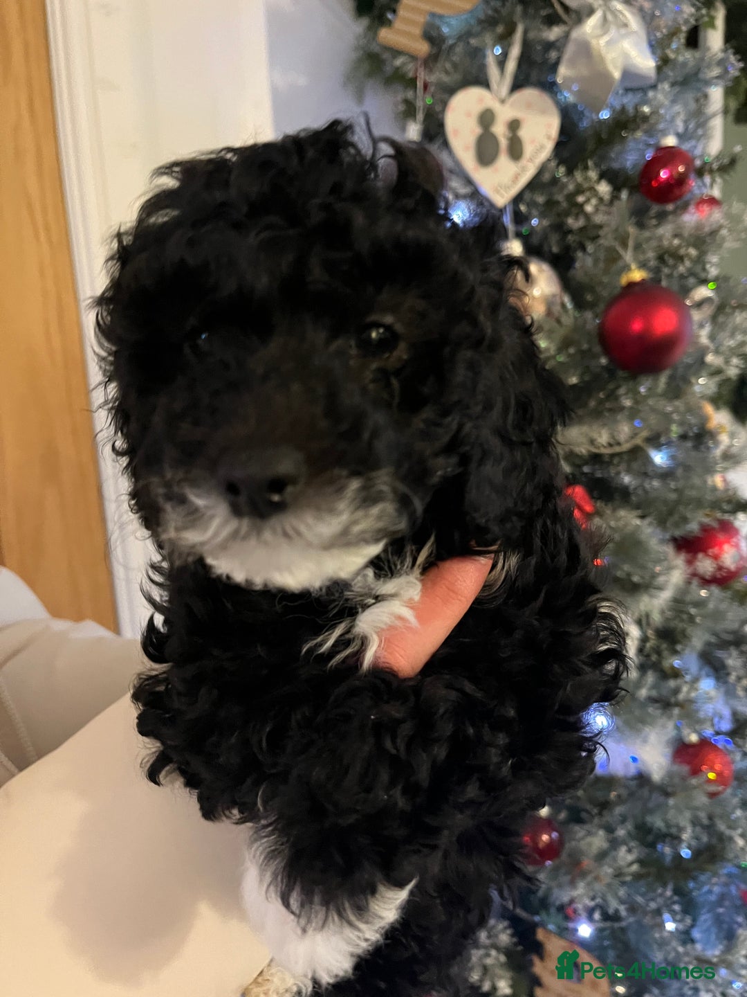 Cockapoo dogs for sale: Beautiful cockapoo puppies  - Advert 6