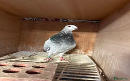Pigeons birds for sale: Pouter pigeons for sell  - Image 8