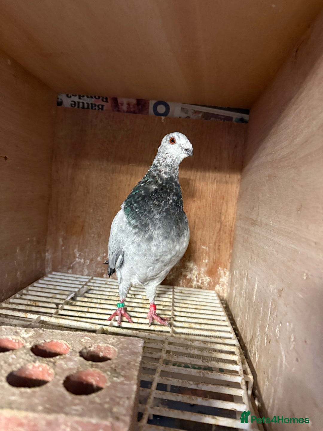 Pigeons birds for sale: Pouter pigeons for sell  - Image 8