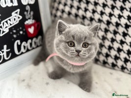 British Shorthair cats Adorable British Shorthair - Advert 10
