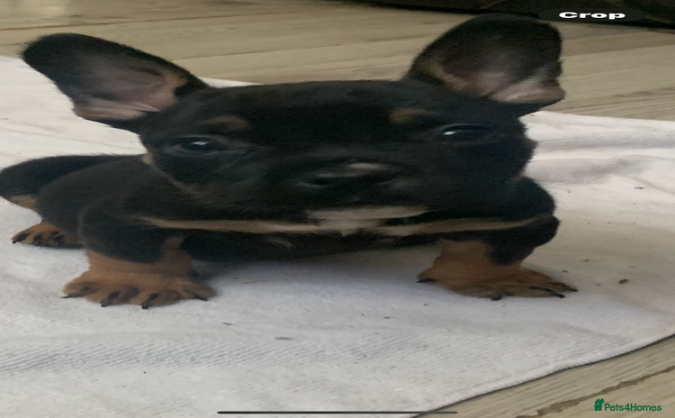 American Bully dogs - Advert 2