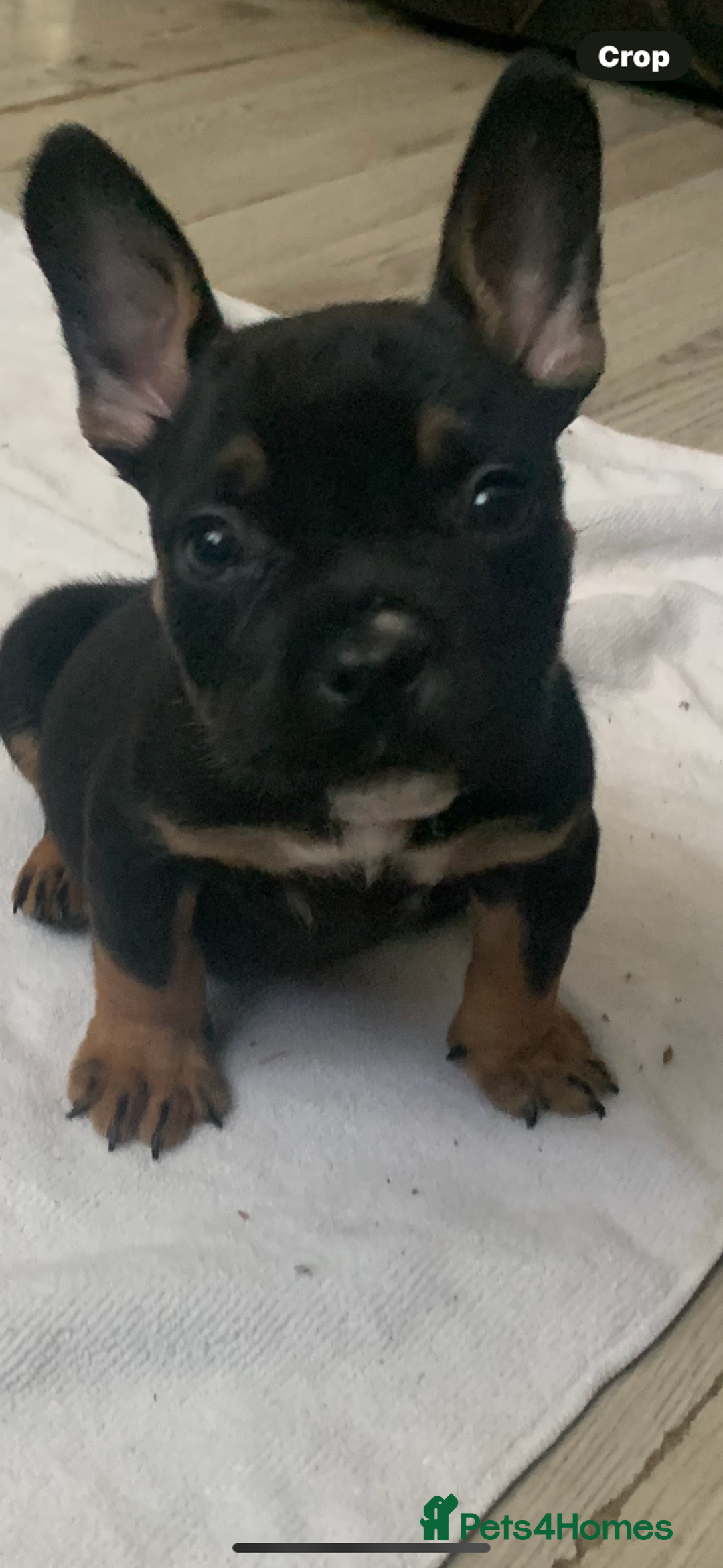 American Bully dogs for sale: MICRO/EXOTIC PUPS - Image 1