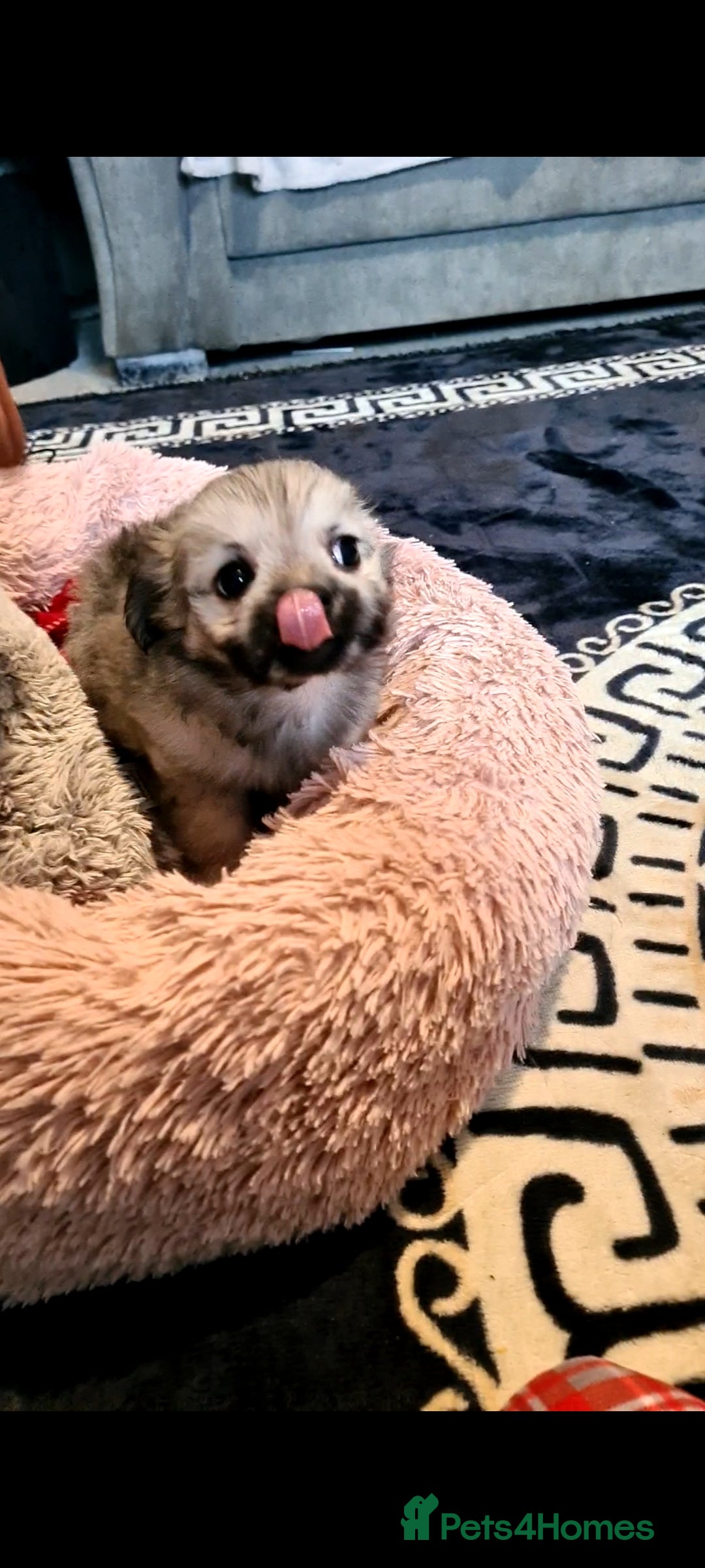 Mixed Breed dogs for sale: Stunning Designer Puppys - maltese x chihuahua  - Image 1