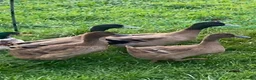 Ducks poultry for sale: Khaki Campbell breeding pair  - Advert 1