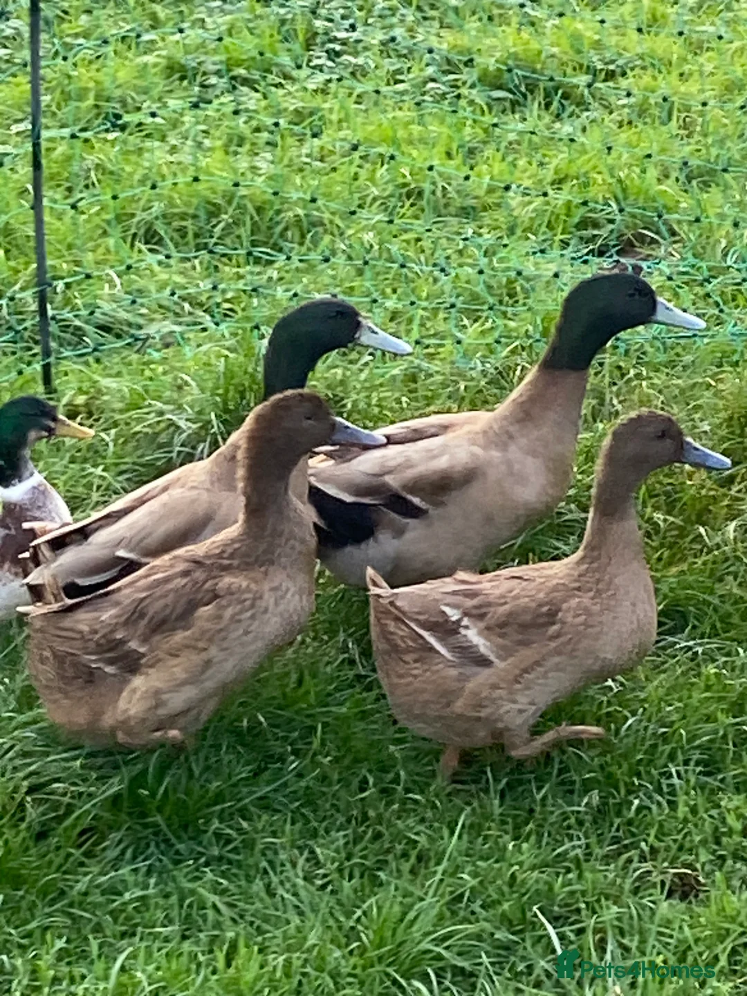 Ducks poultry for sale: Khaki Campbell breeding pair  - Advert 1