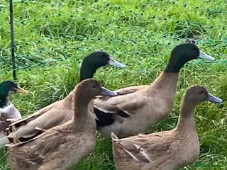 Ducks poultry Khaki Campbell breeding pair - Advert 4