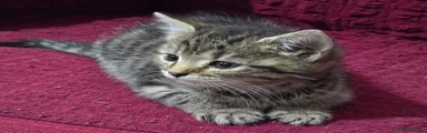 Bengal Mix 1