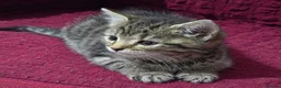 Bengal cats for sale: Last bengal mix kitten left  - Advert 3
