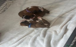 Boxer dogs for sale: Stunning Kc Boxer Puppies - Image 33