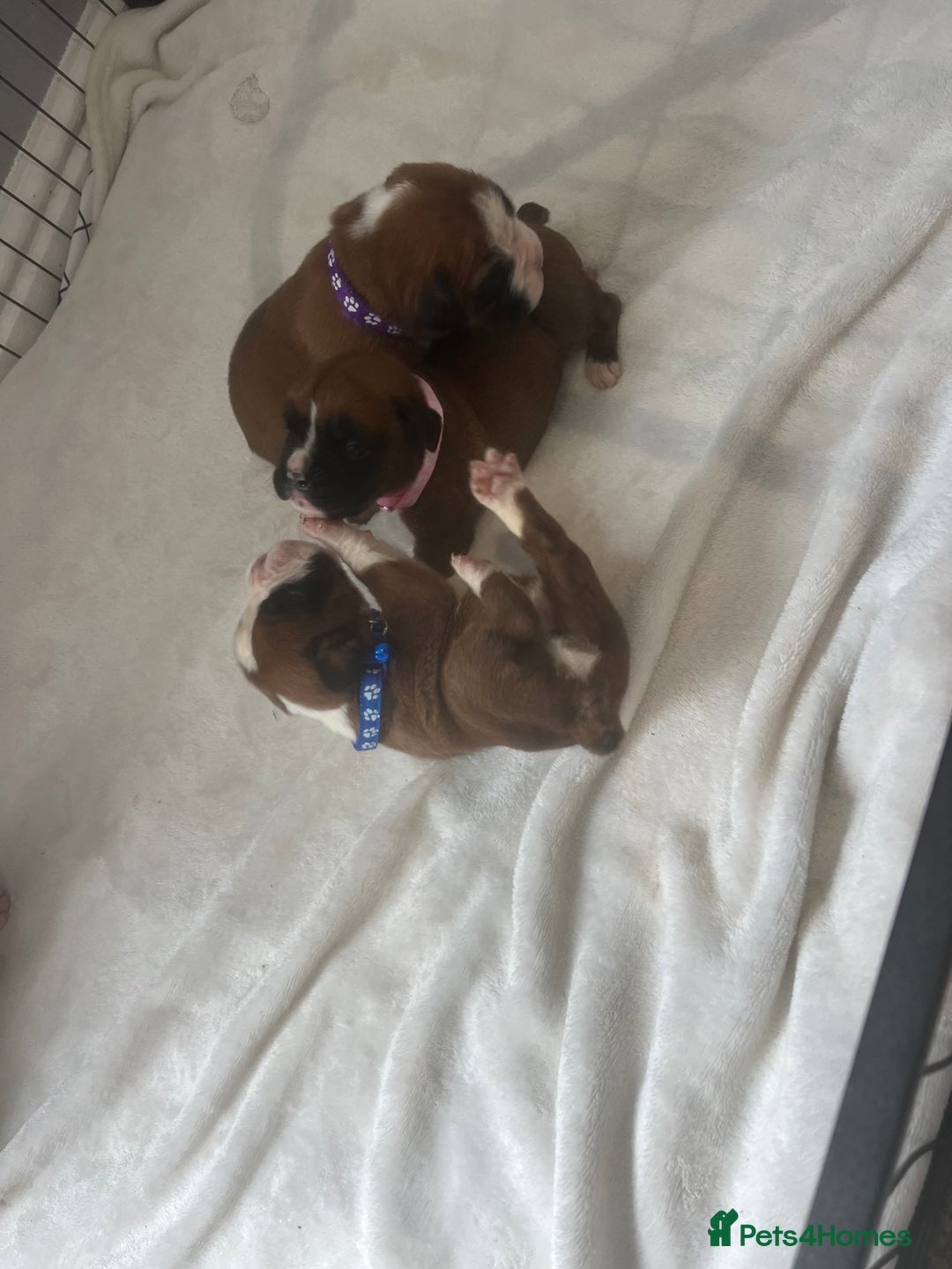 Boxer dogs for sale: Stunning Kc Boxer Puppies - Image 33