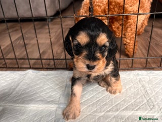 Cockapoo dogs Beautiful f1 cockapoo puppies - Advert 3