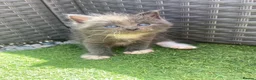 Mixed Breed cats for sale: 4 fluffy kittens - Advert 9