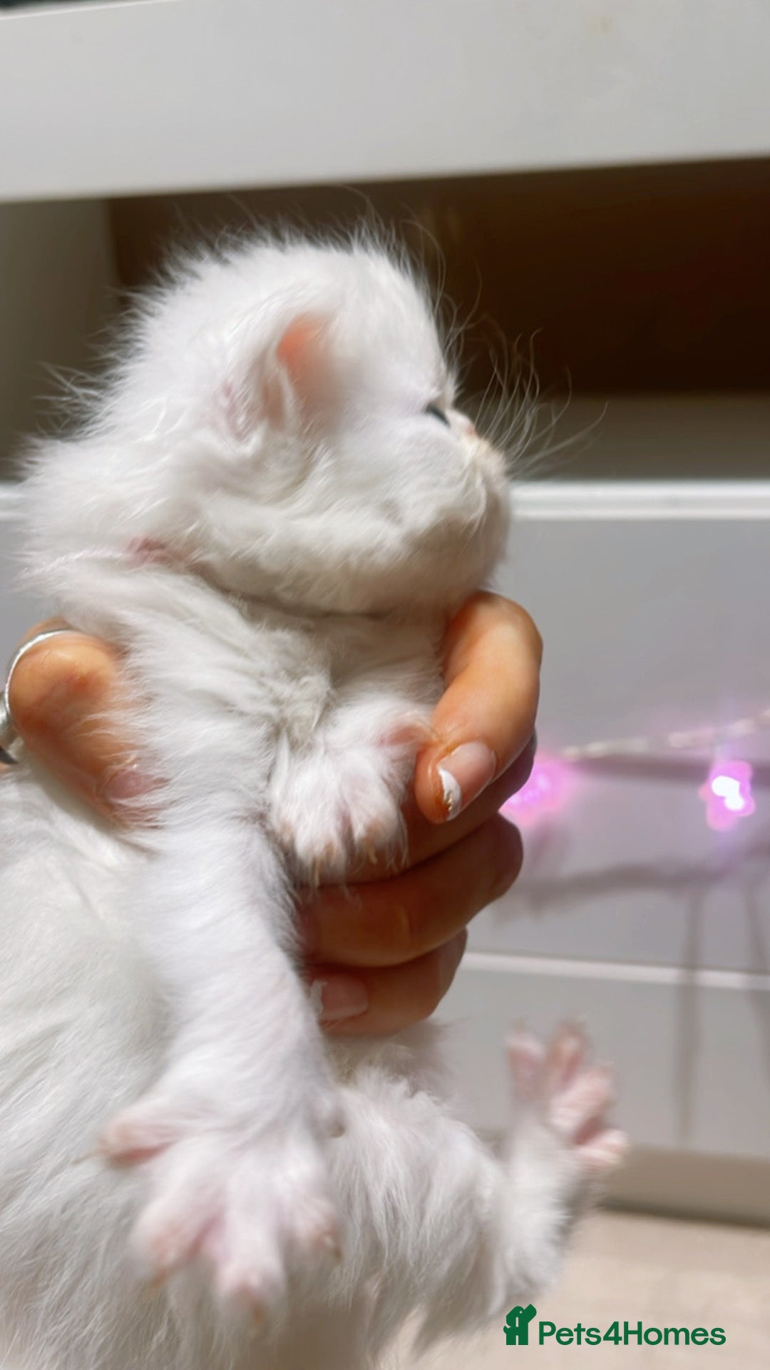 Persian cats for sale: ♥️🍃 ꨁ EXOTIC PERSIAN DOLL FACE KITTENS FOR SALE - Advert 16