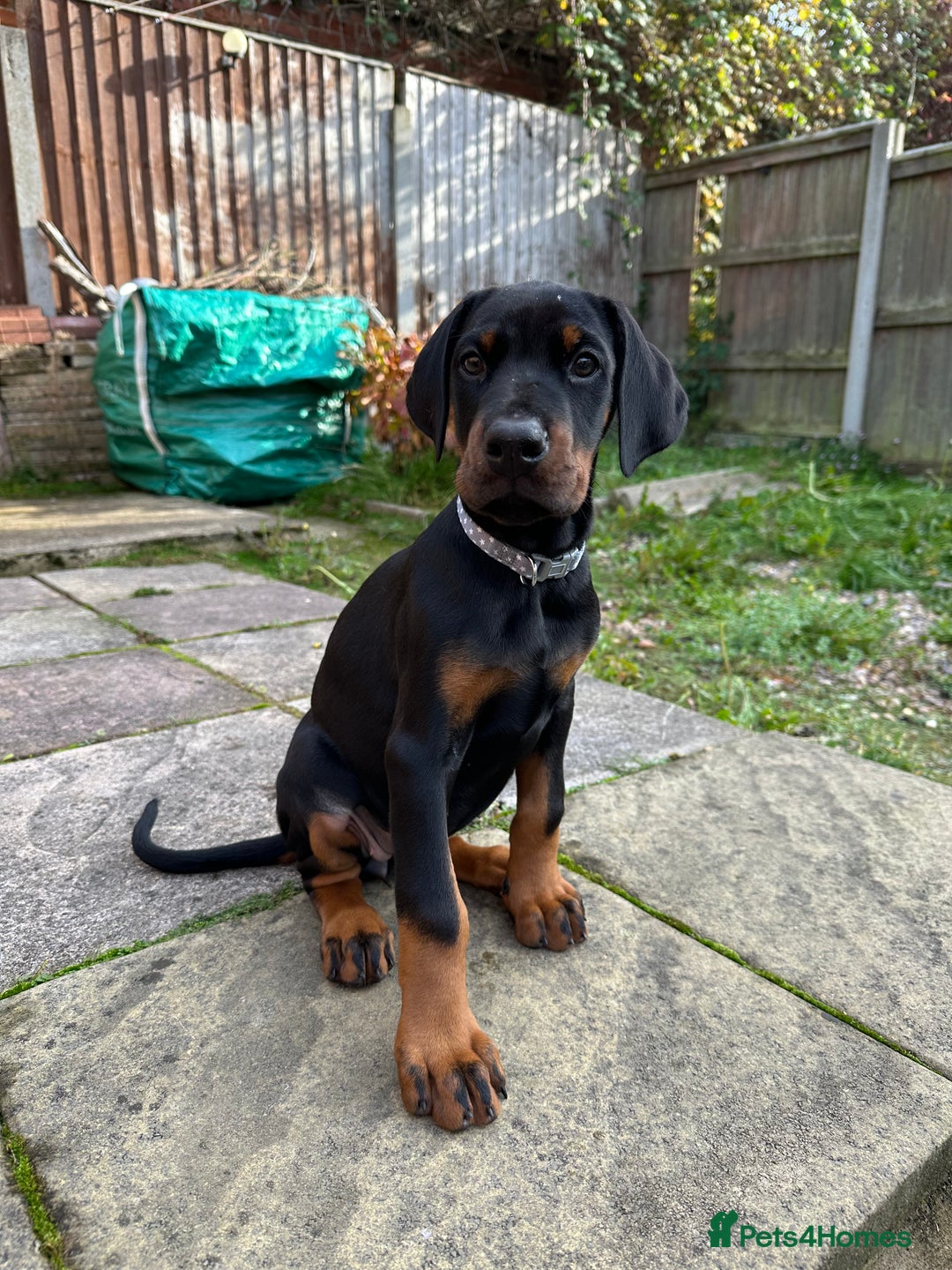 Dobermann dogs for sale: Pregnancy Confirmed - European Doberman Puppies - Image 4