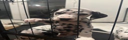 Dalmatian dogs for sale: Dalmatian 1 boy 2 girls  - Advert 6
