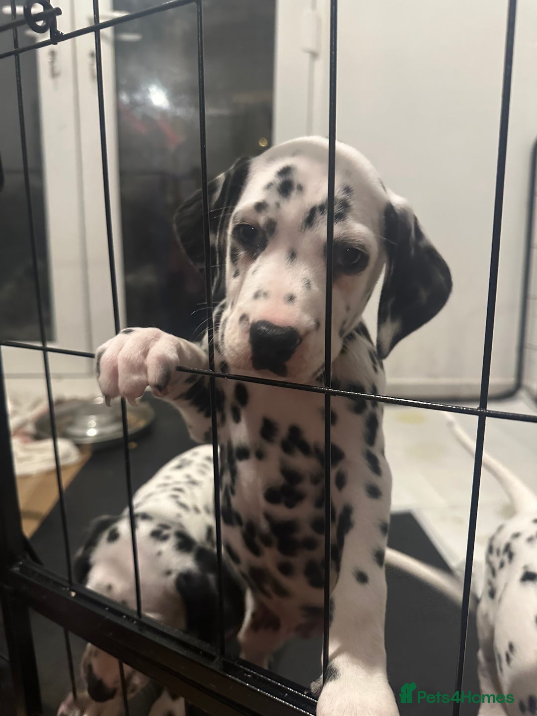Dalmatian dogs for sale: Dalmatian 1 boy 2 girls  - Advert 6