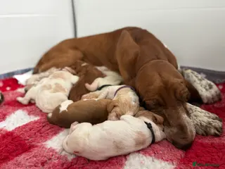 Bracco Italiano dogs One female puppy available for reservation - Advert 11