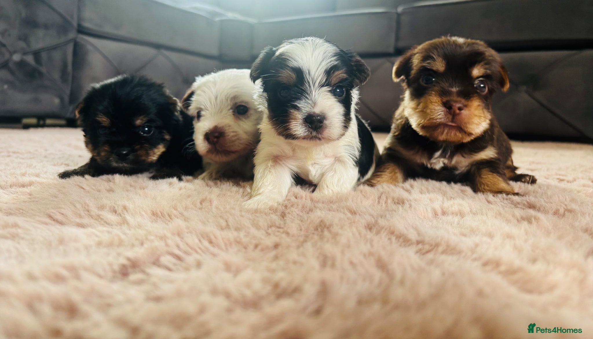 Yorkshire Terrier dogs for sale: Beautiful biewer Yorkshire terrier - Advert 1