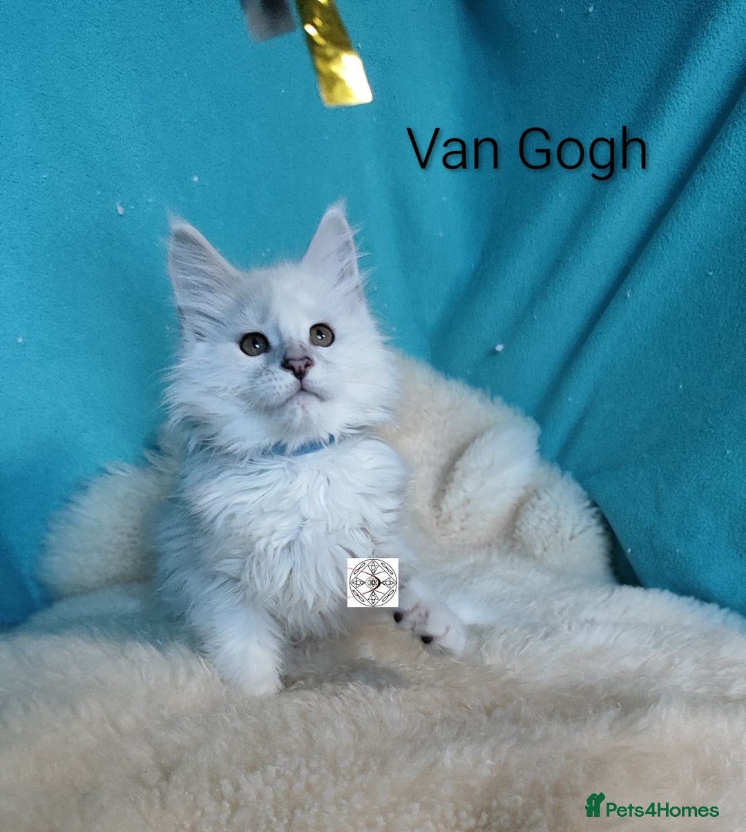 Maine Coon cats for sale: Unique maine coon kittens ❤️ - Advert 22