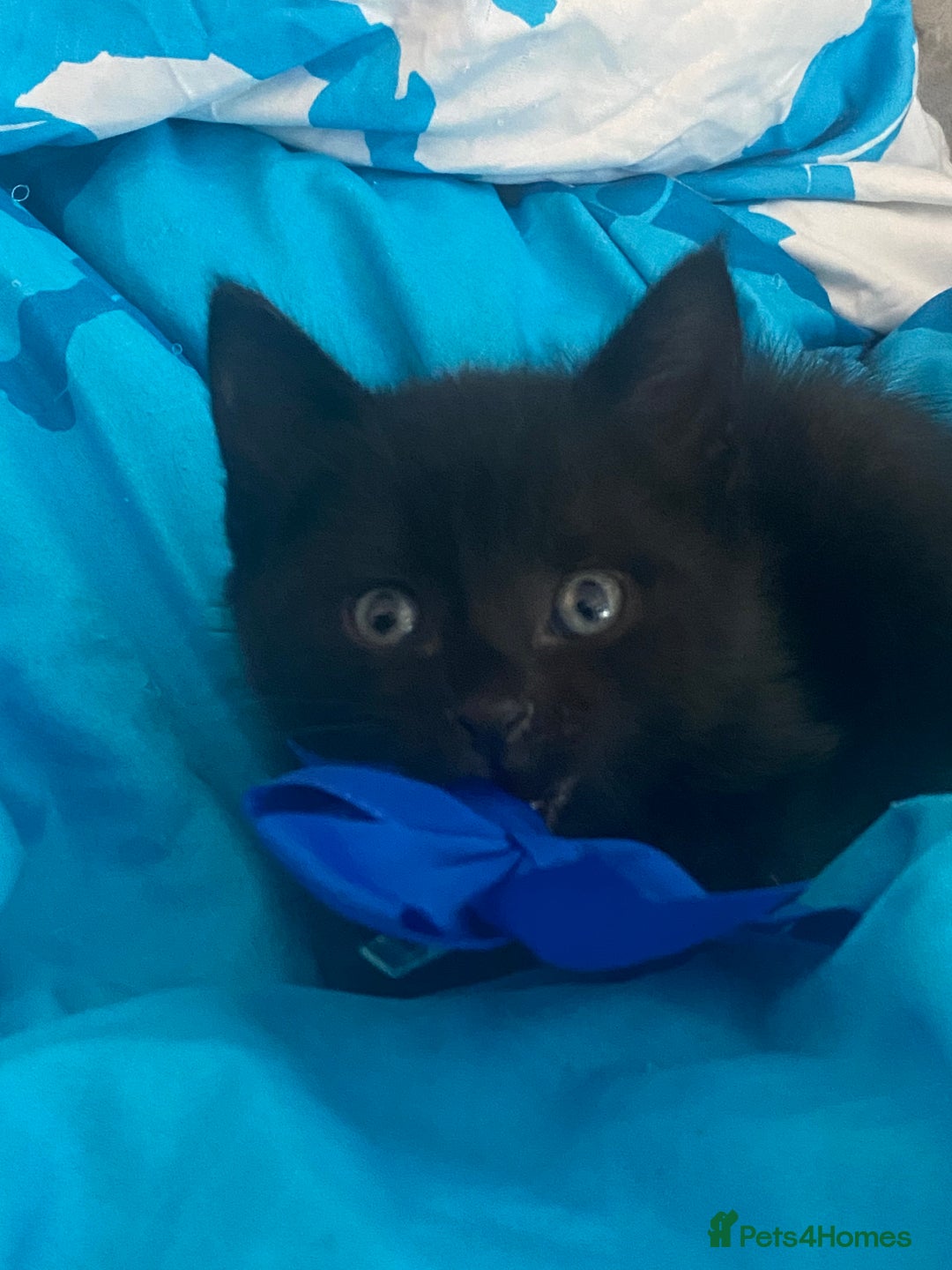Mixed Breed cats for sale: Kittens Nottingham  - Image 8