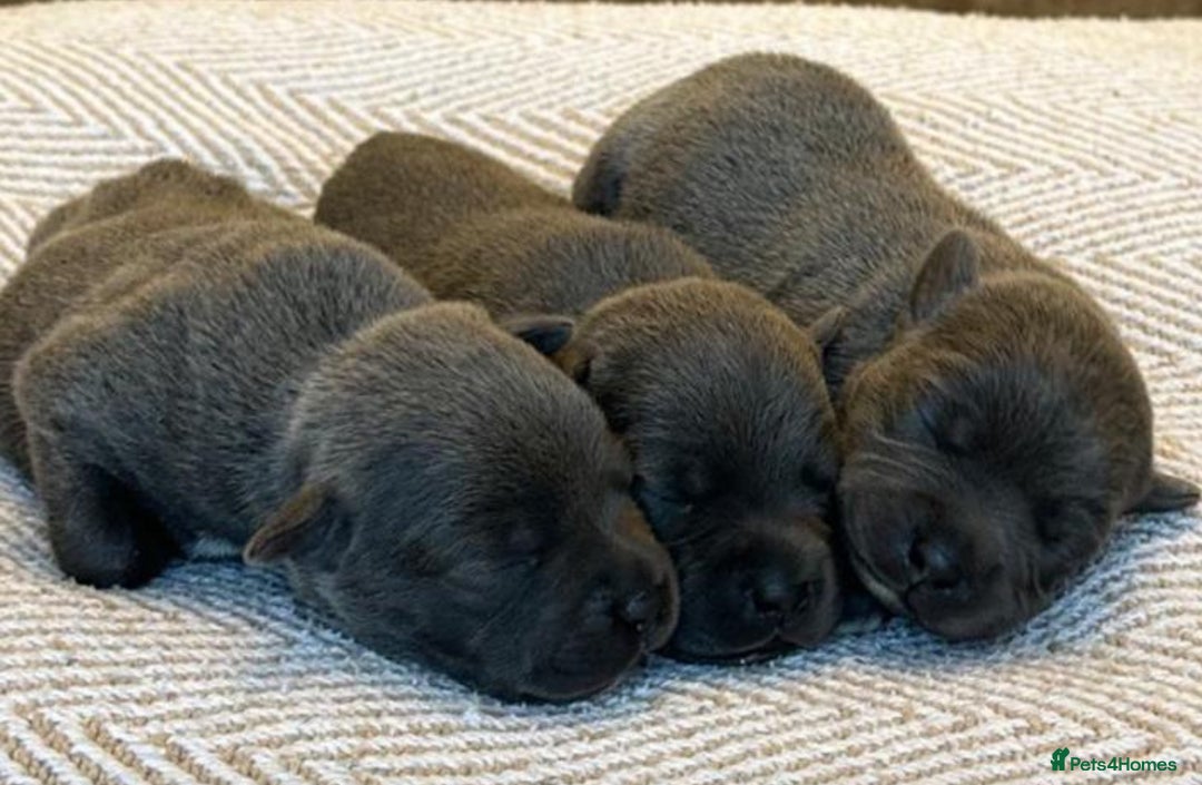 Staffordshire Bull Terrier dogs for stud: (ROCKY) rezevoire prince amond  - Image 12