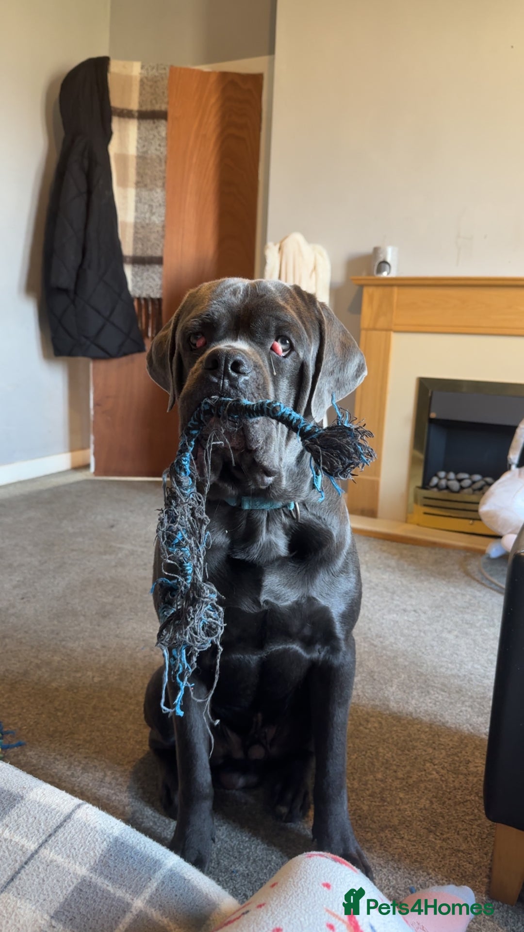 Cane Corso dogs for sale: CREED  - Image 4