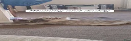 Persian cats for sale: 4 STUNNING PERSIAN KITTENS! - Advert 16