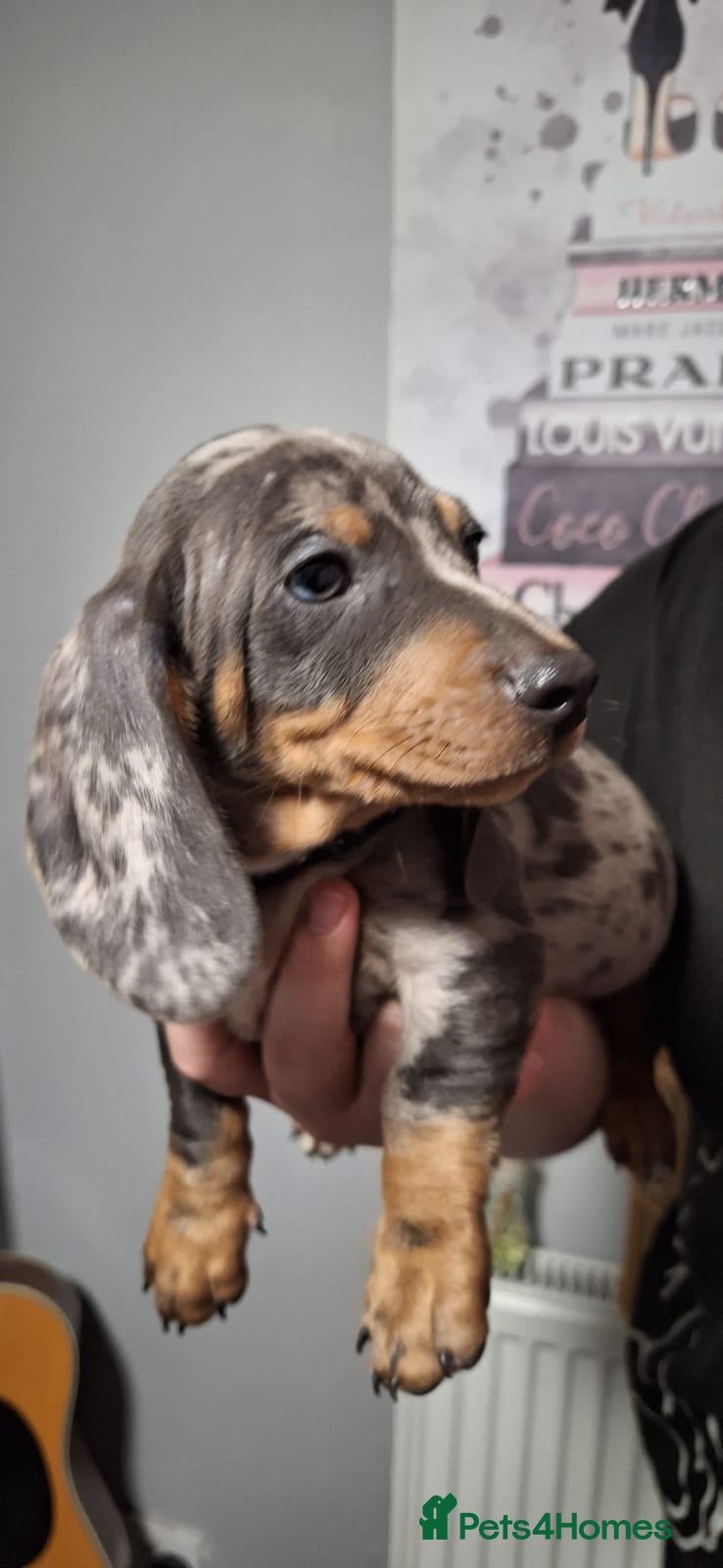 Dachshund dogs Blue dapple dachshund puppie ready now  - Advert 1