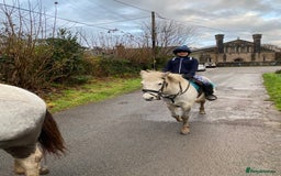 Dartmoor horses for sale: 12.3hh Pretty Dartmoor mare - Image 5