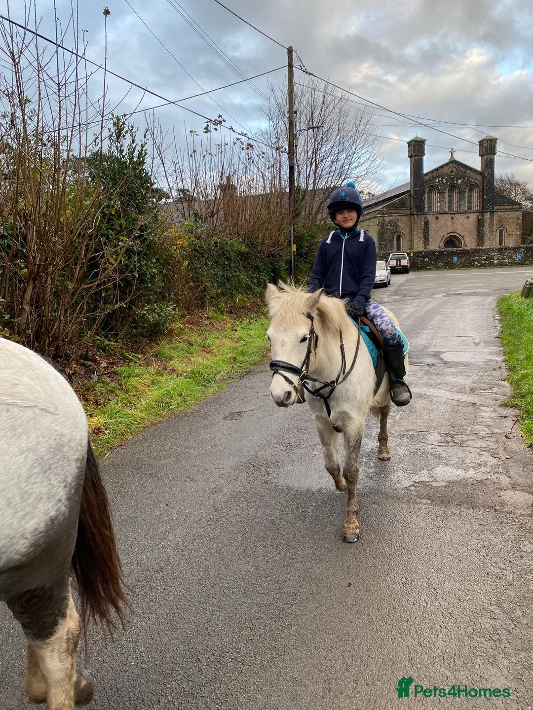 Dartmoor horses for sale: 12.3hh Pretty Dartmoor mare - Image 5