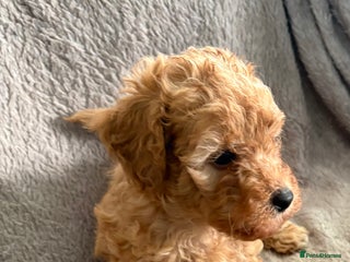 Cavapoo dogs F1BB TINY CAVAPOO’s - Advert 9