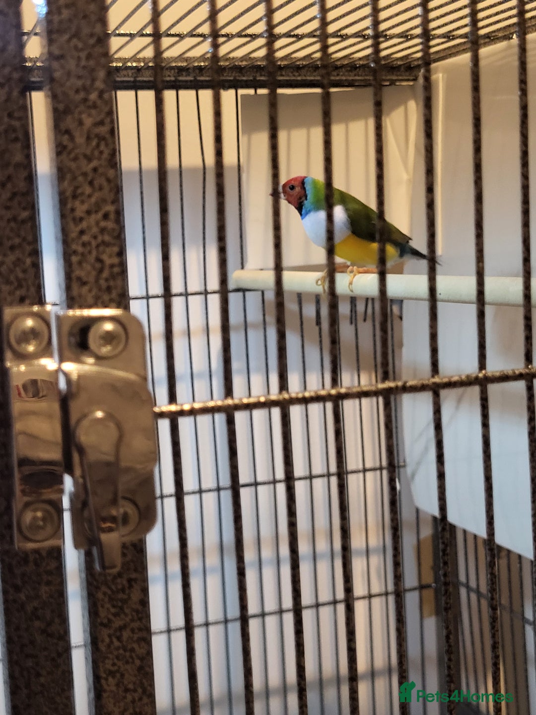 Finches birds for sale: Gouldian finches pairs  - Image 11