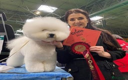 Bichon Frise dogs for stud:  Vice World Winner '25  for Stud in Taunton - Image 3