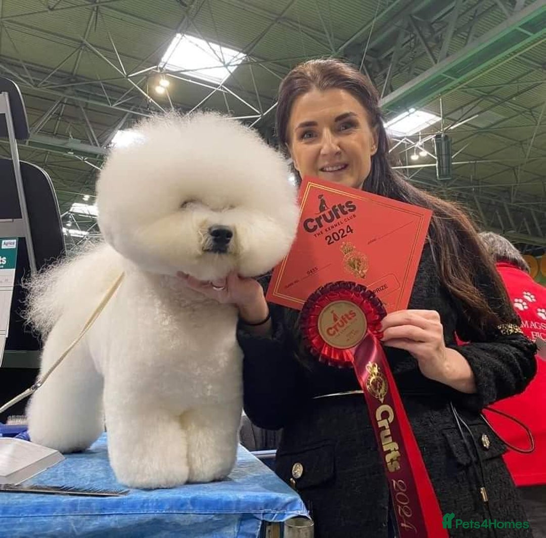 Bichon Frise dogs for stud:  Vice World Winner '25  for Stud in Taunton - Image 3