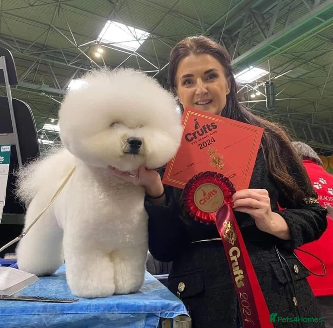 Bichon Frise dogs for stud:  Vice World Winner '25  for Stud in Taunton - Advert 3