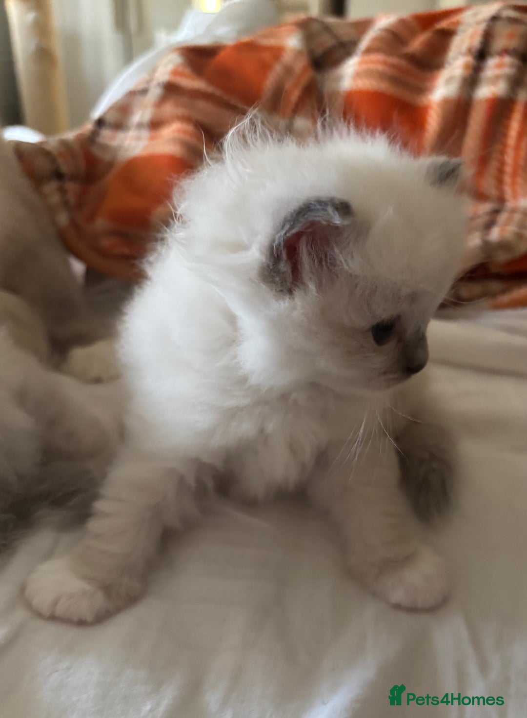 Ragdoll cats for sale:  gccf blue mitted girl champion lines 1 left  - Image 6
