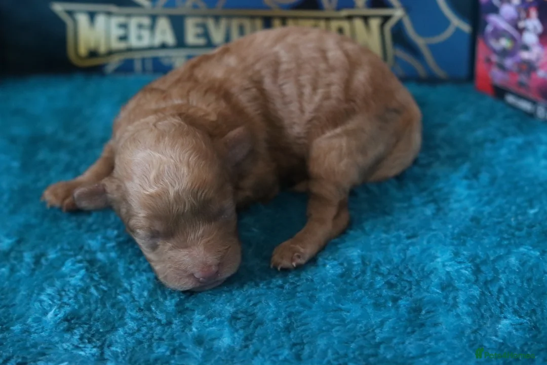 Maltipoo dogs for sale: 4 Maltipoo Puppies - 2 Apricot Girls & 2 Red Boys - Advert 15