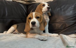 Beagle dogs for sale: 2 stunning Beagle Puppies, ready now in Sidcup - Image 34