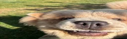Chow Chow dogs for sale: Beautiful female chowchow - Advert 5