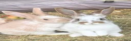 Mixed Breed rabbits for sale: Beautiful little of mixed giants  - Advert 3