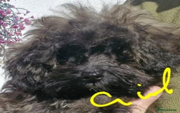 Maltipoo dogs for sale: Beautiful MALTIPOO Puppies - Reduced! - Image 6