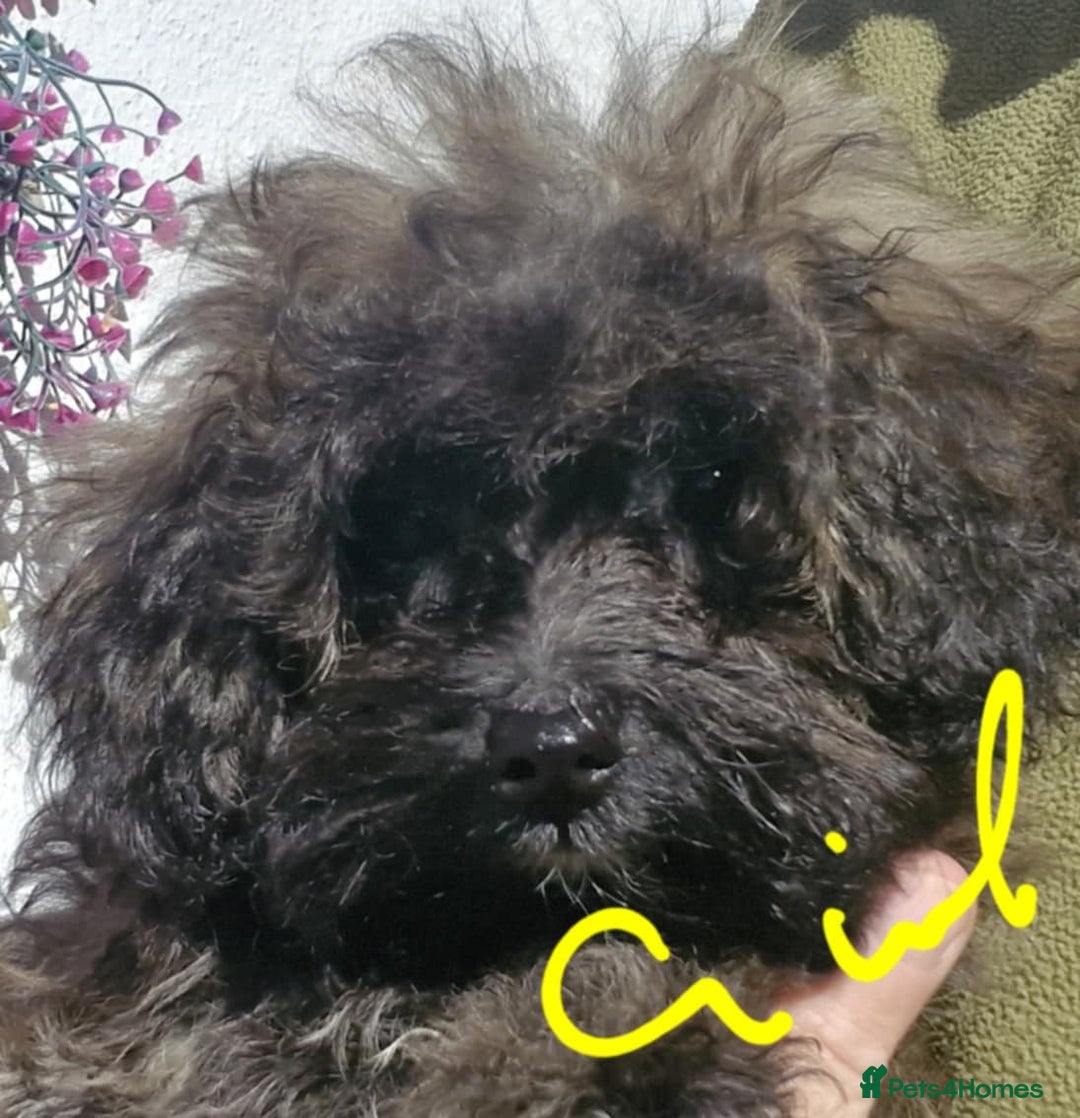 Maltipoo dogs for sale: Beautiful MALTIPOO Puppies - Reduced! - Image 6