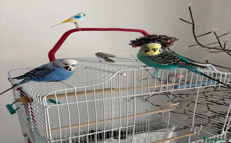 Budgerigars birds - Advert 1