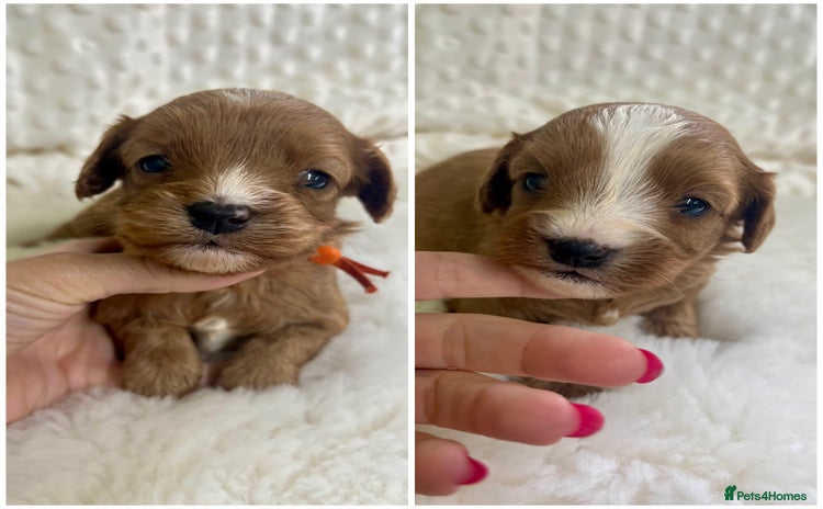Cavapoo dogs - Advert 1